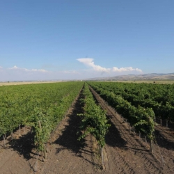 panorama dei vigneti